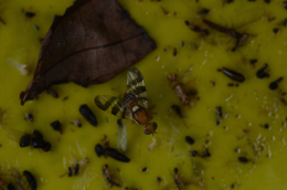 Mouche du brou piégée sur plaque jaune